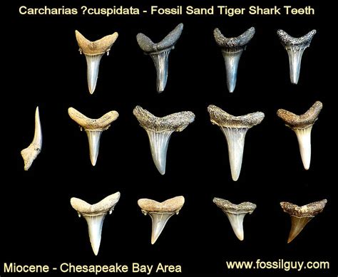 fossilized shark tooth identification
